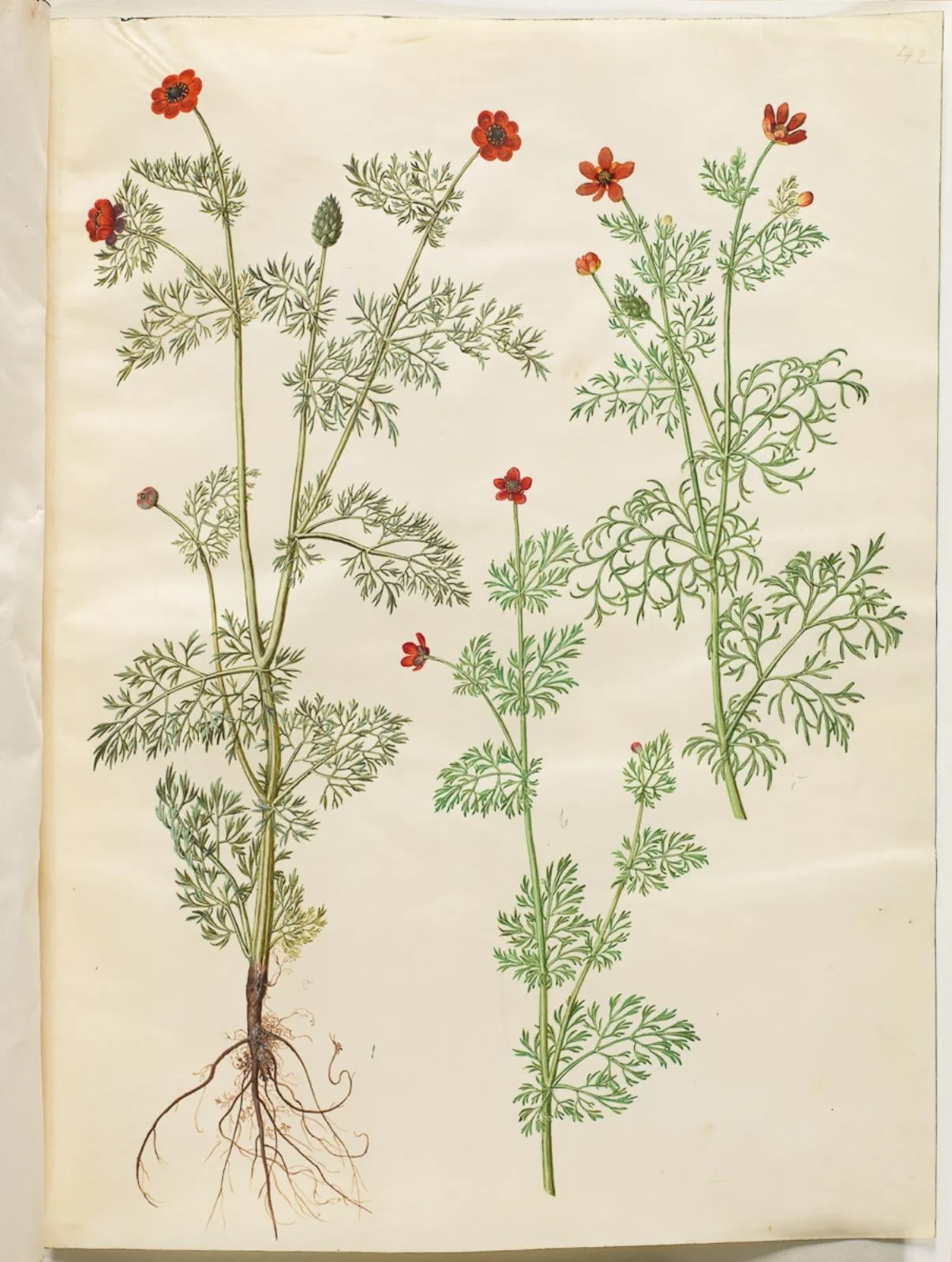 Adonis annua (høst-adonis); Adonis aestivalis (sommer-adonis), detail