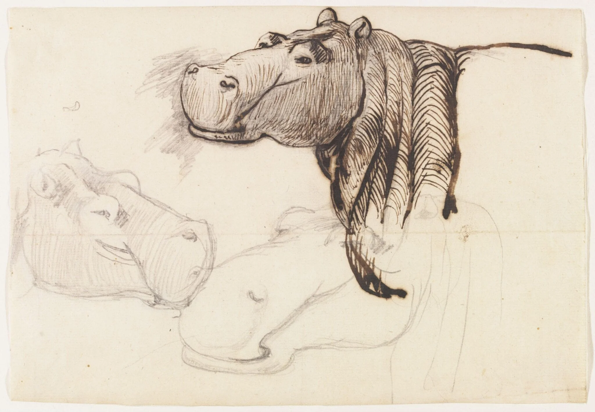 Study of a Hippopotamus, head and shoulders, detail