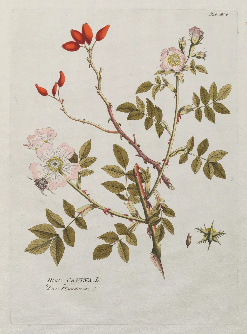 Icones Plantarum Medicinalium:  Dog Rose, by Joseph Jacob Plenck, 1800