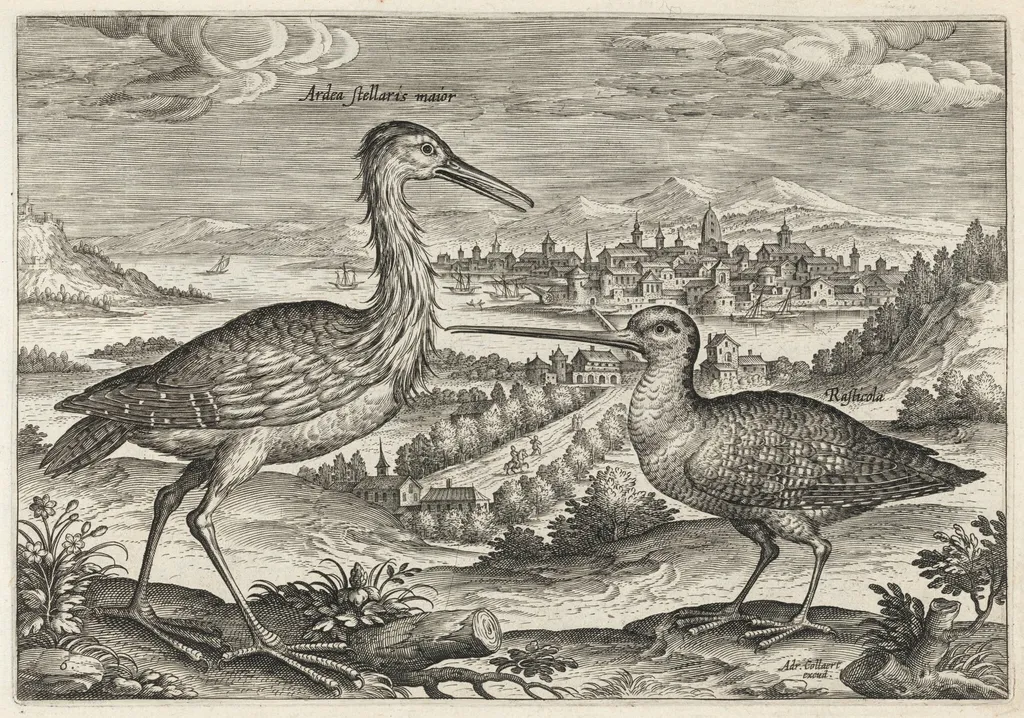 Heron and Snipe, by Adriaen Collaert, ink, 1600