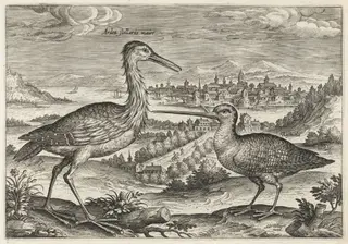 Heron and Snipe, by Adriaen Collaert, ink, 1600