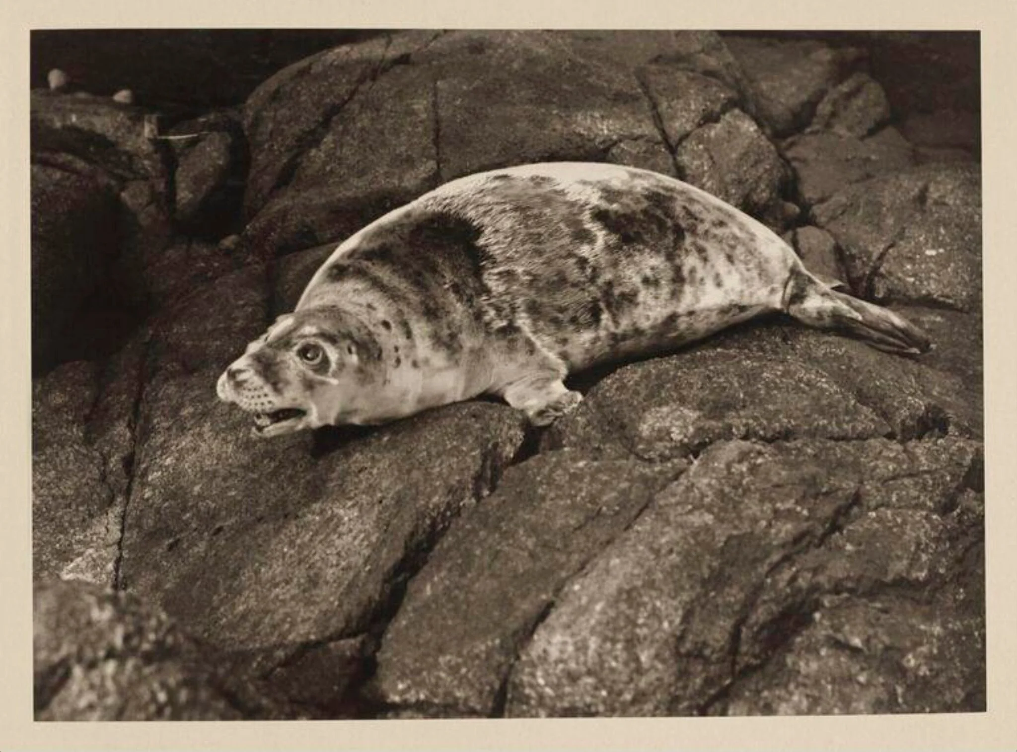 Great Grey Seal, detail
