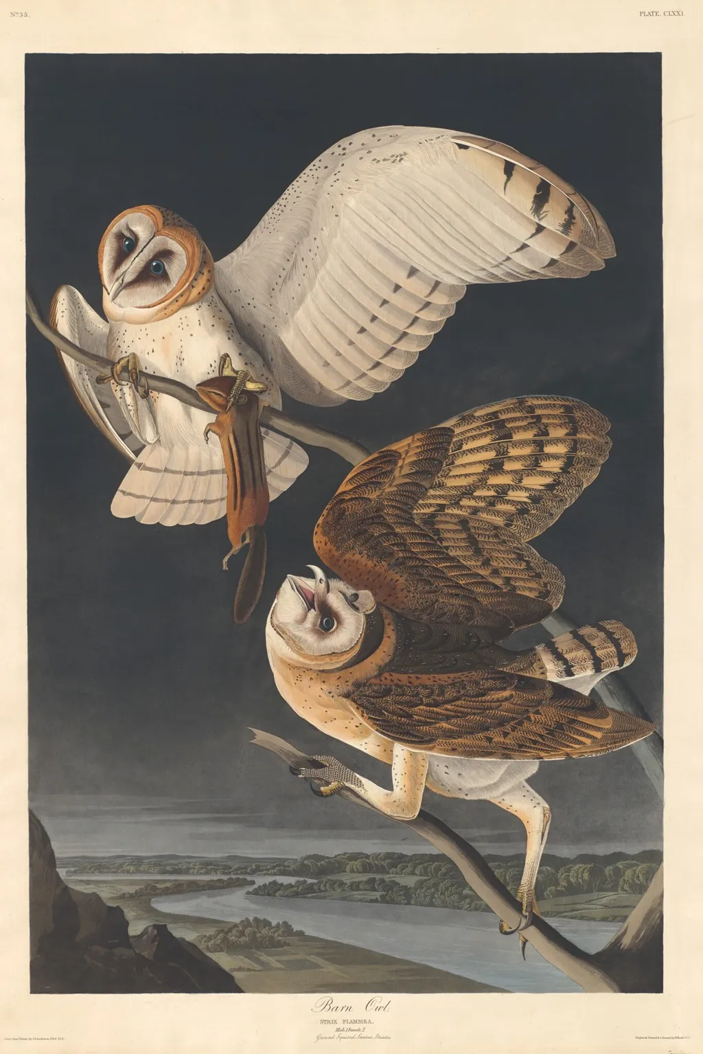 Barn Owl, by Robert Havell Jr., ink, 1833