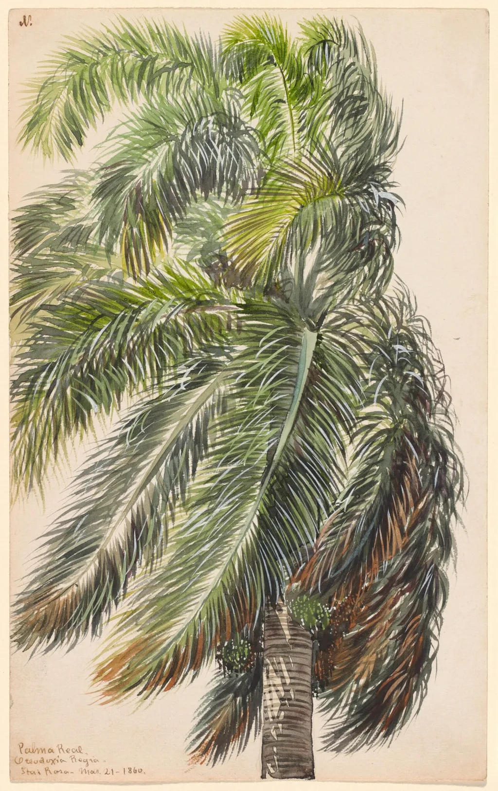 Palma Real, by Charles de Wolf Brownell, watercolor, 1860