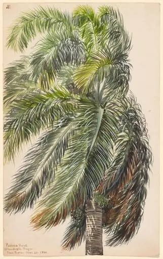 Palma Real, by Charles de Wolf Brownell, watercolor, 1860