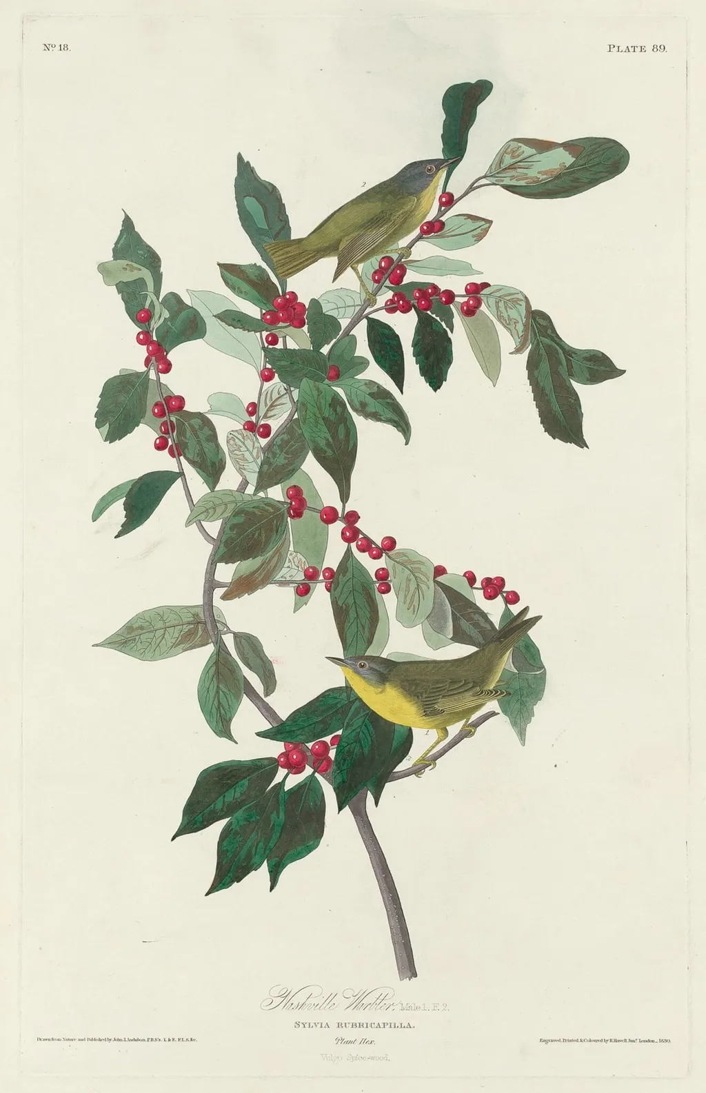 Nashville Warbler, by Havell, Jr., Robert, ink, 1830