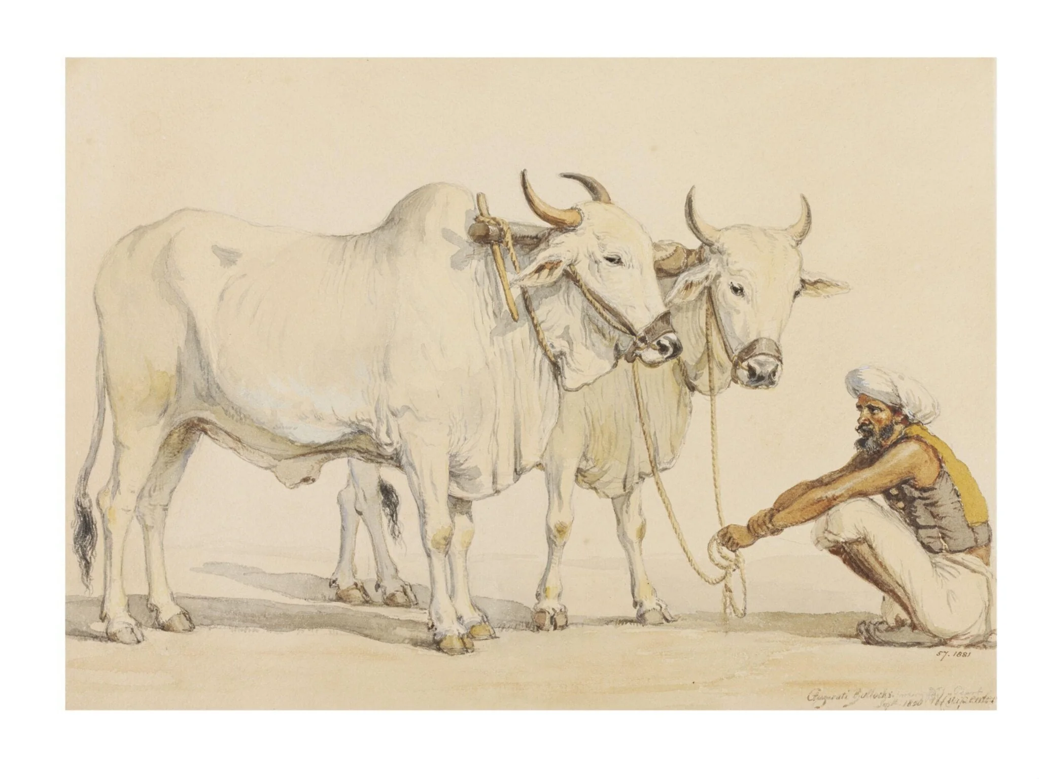 Two harnessed bullocks from Gujarat with their keeper, detail