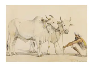 Two harnessed bullocks from Gujarat with their keeper, by William Carpenter, paint, 1850