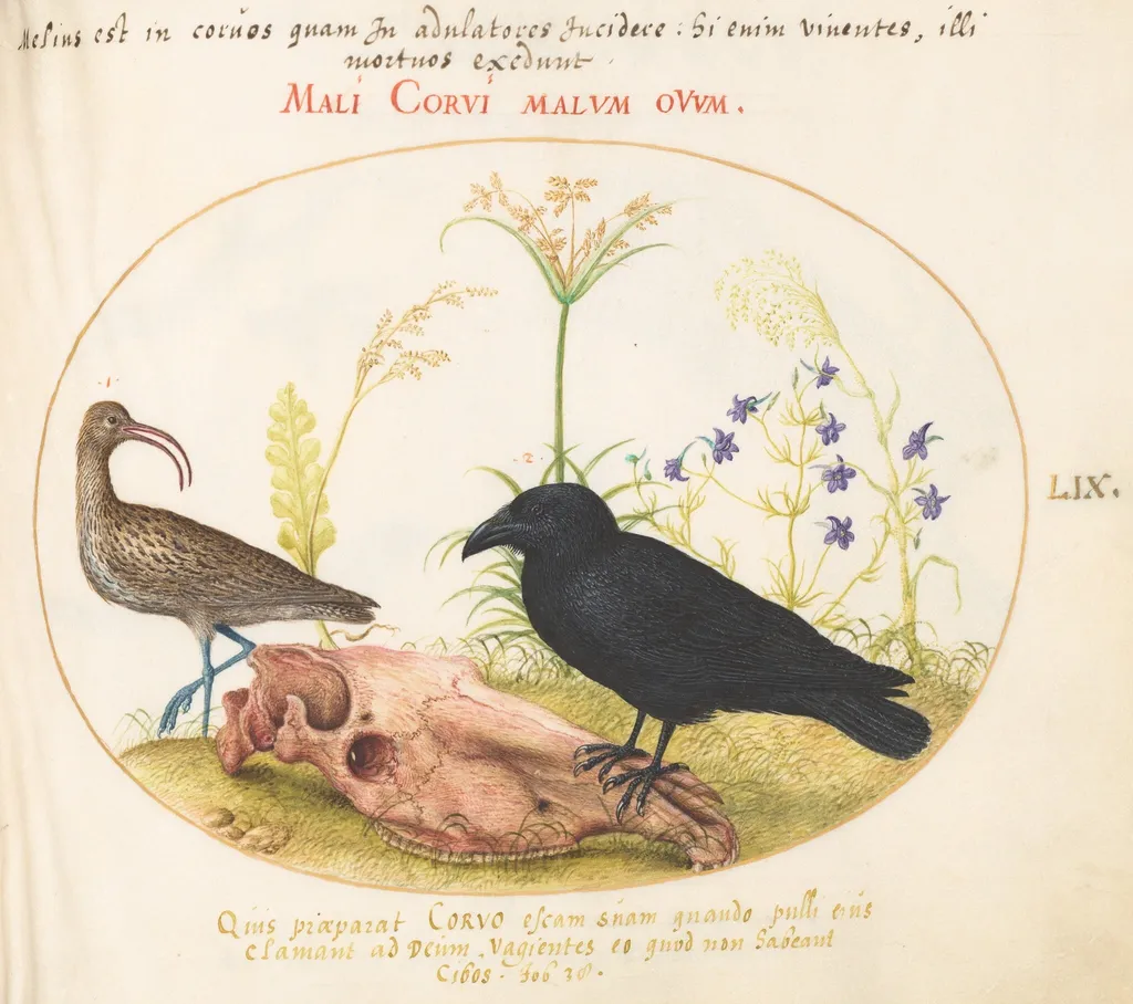 Plate 59: Curlew and Crow with Horse Skull, by Joris Hoefnagel, gouache, 1594