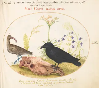 Plate 59: Curlew and Crow with Horse Skull, by Joris Hoefnagel, gouache, 1594