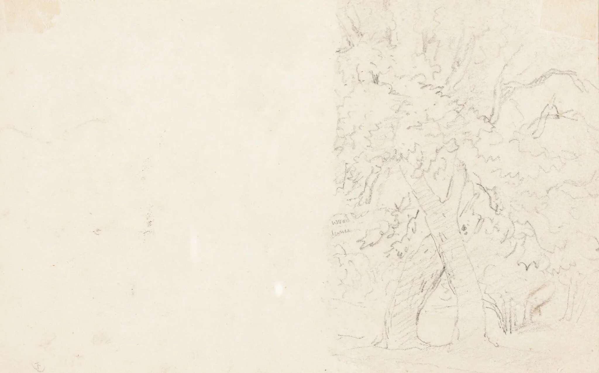 Trees [verso], detail