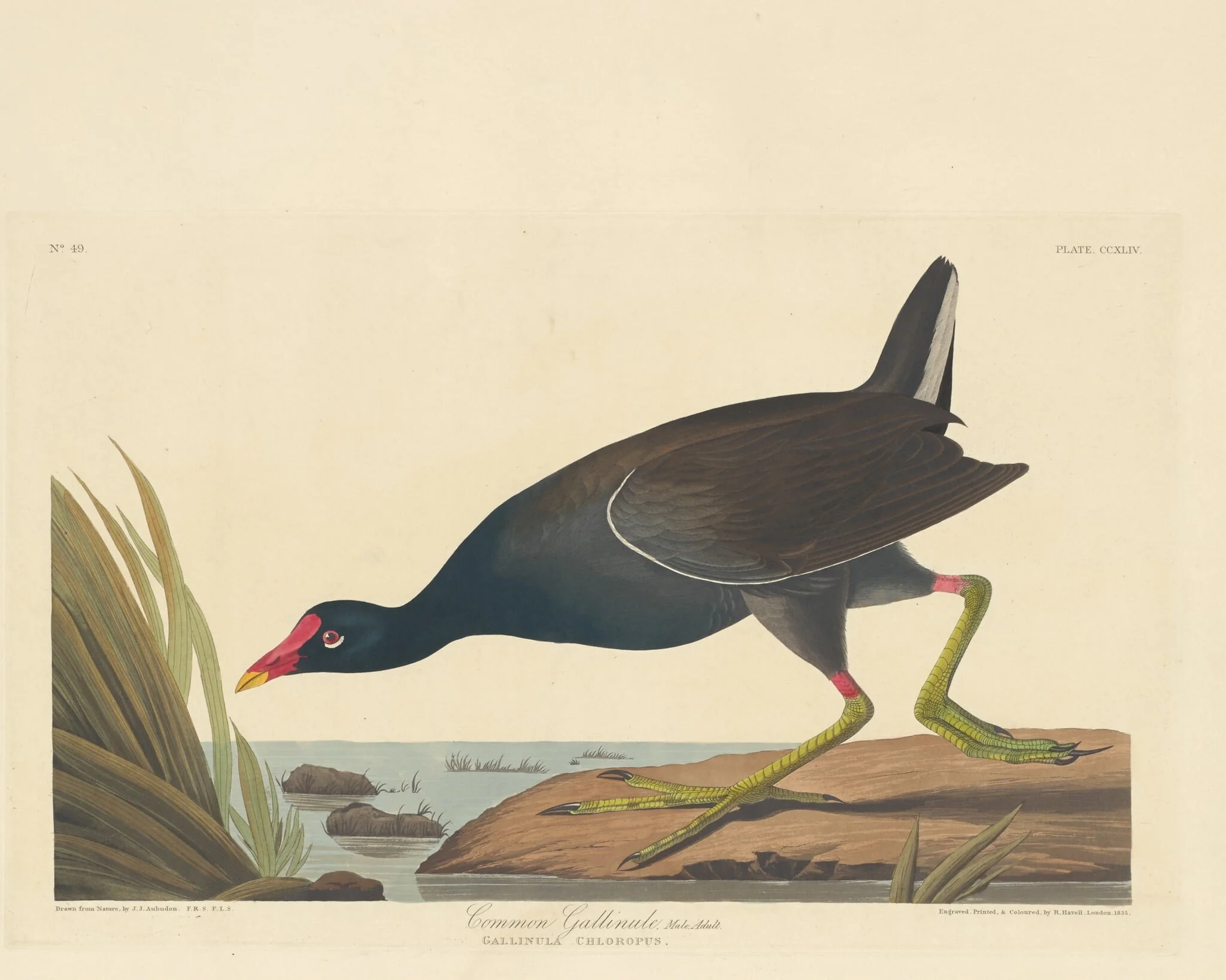Common Gallinule, detail
