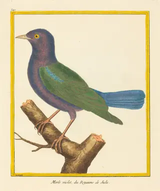 Merle Violet, du Royaume de Juda, by Matinet, ink, 1764