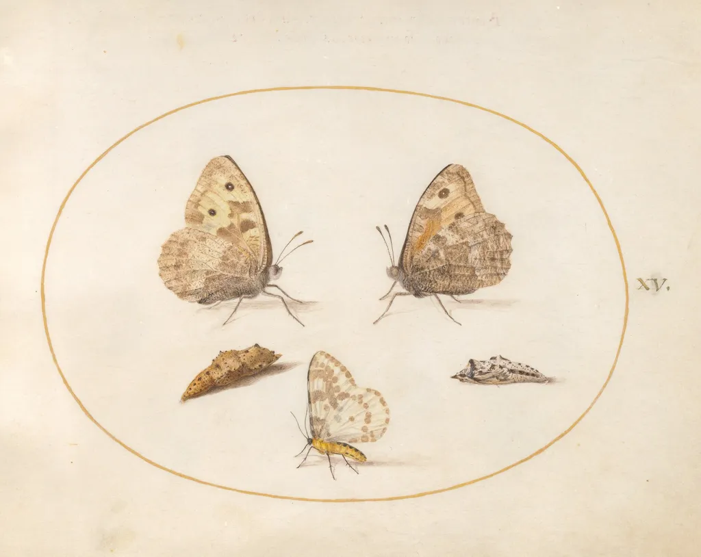 Plate 15: Grayling Butterfly, Magpie Moth, and Two Chrysalides, by Joris Hoefnagel, gouache, 1594