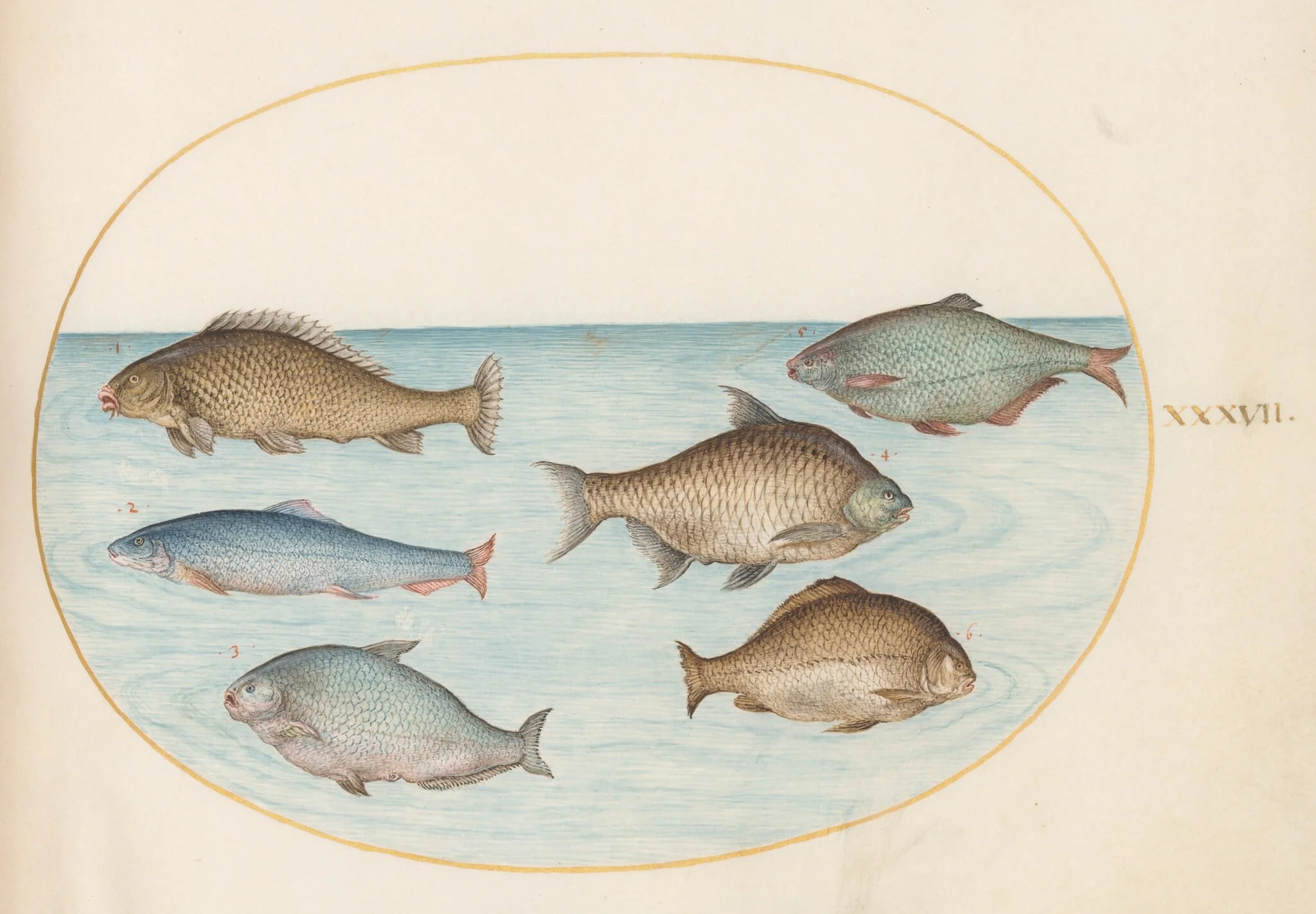 Plate 37: Six Fish, Including Carp, detail