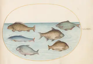 Plate 37: Six Fish, Including Carp, by Joris Hoefnagel, gouache, 1594