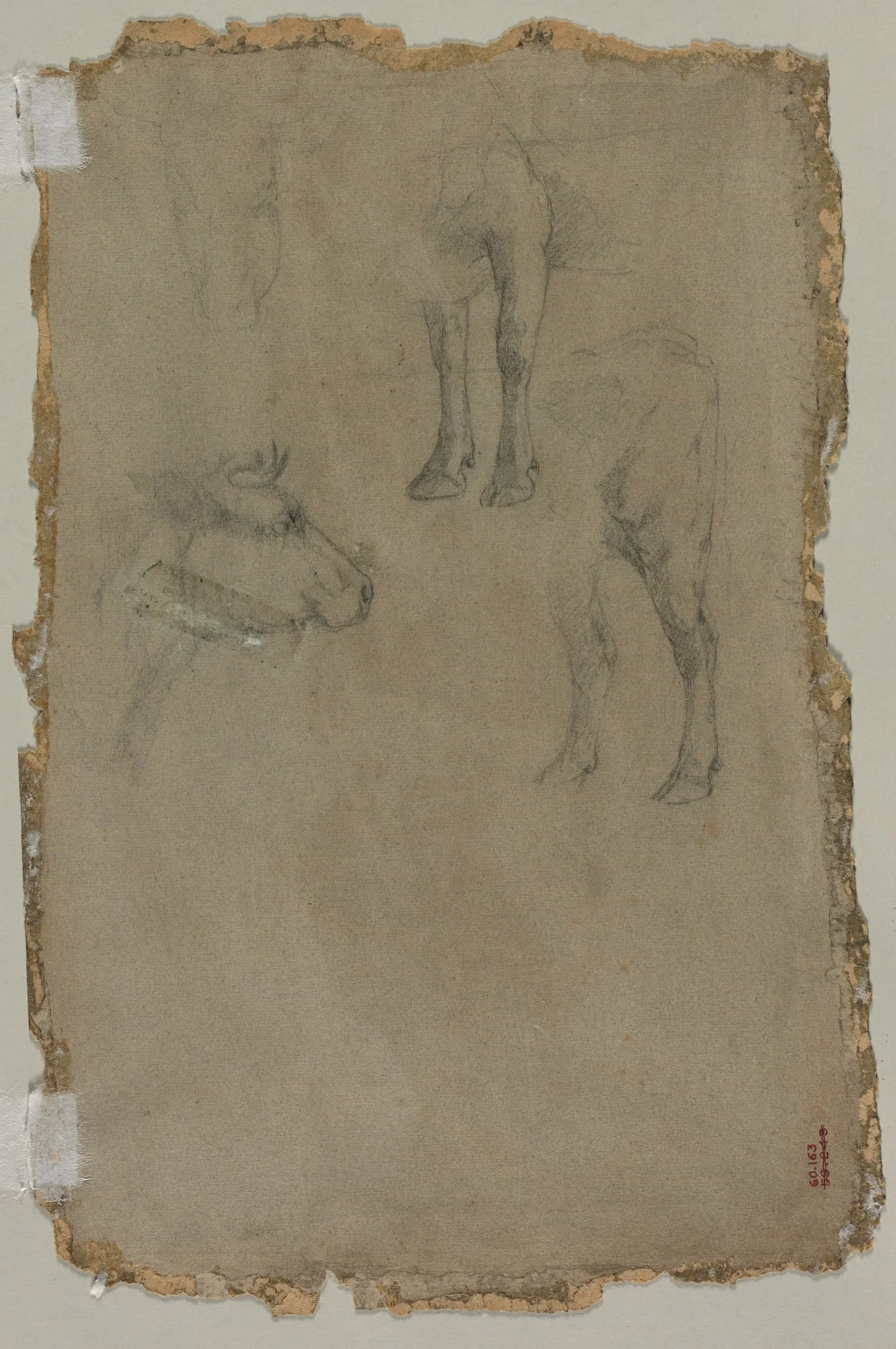 Studies of a Bull (verso), detail
