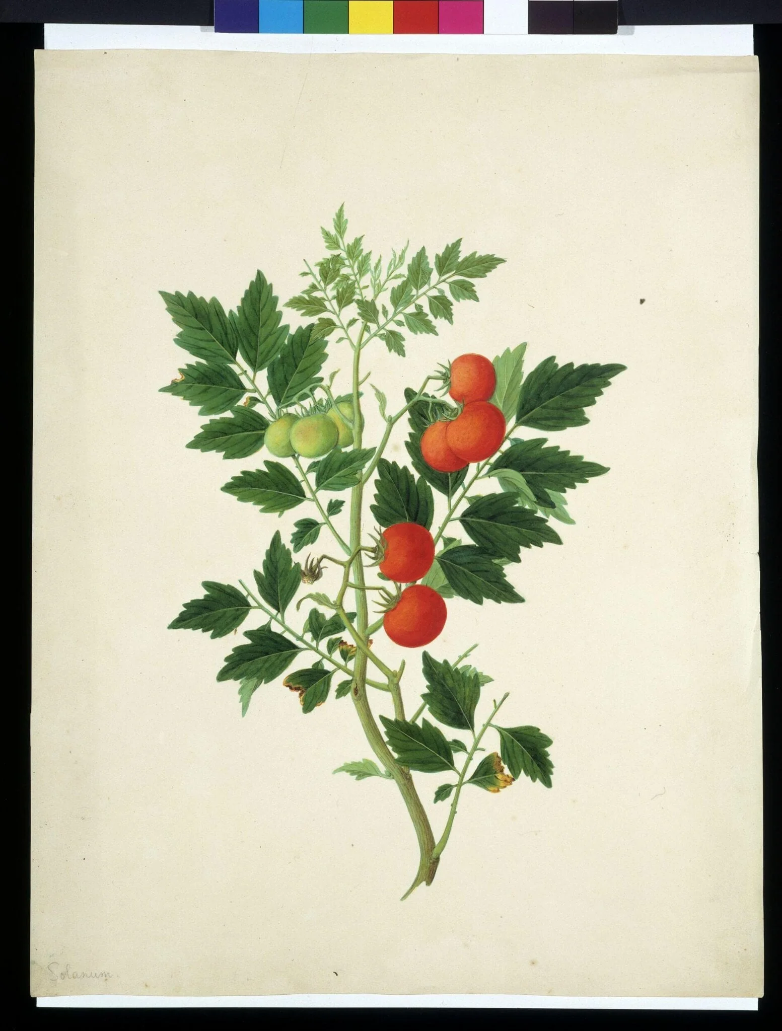 Tomatoes, detail