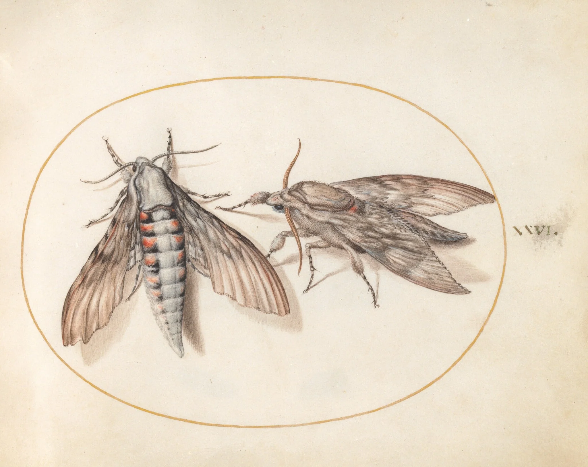 Plate 26: Two Hawk Moths, detail