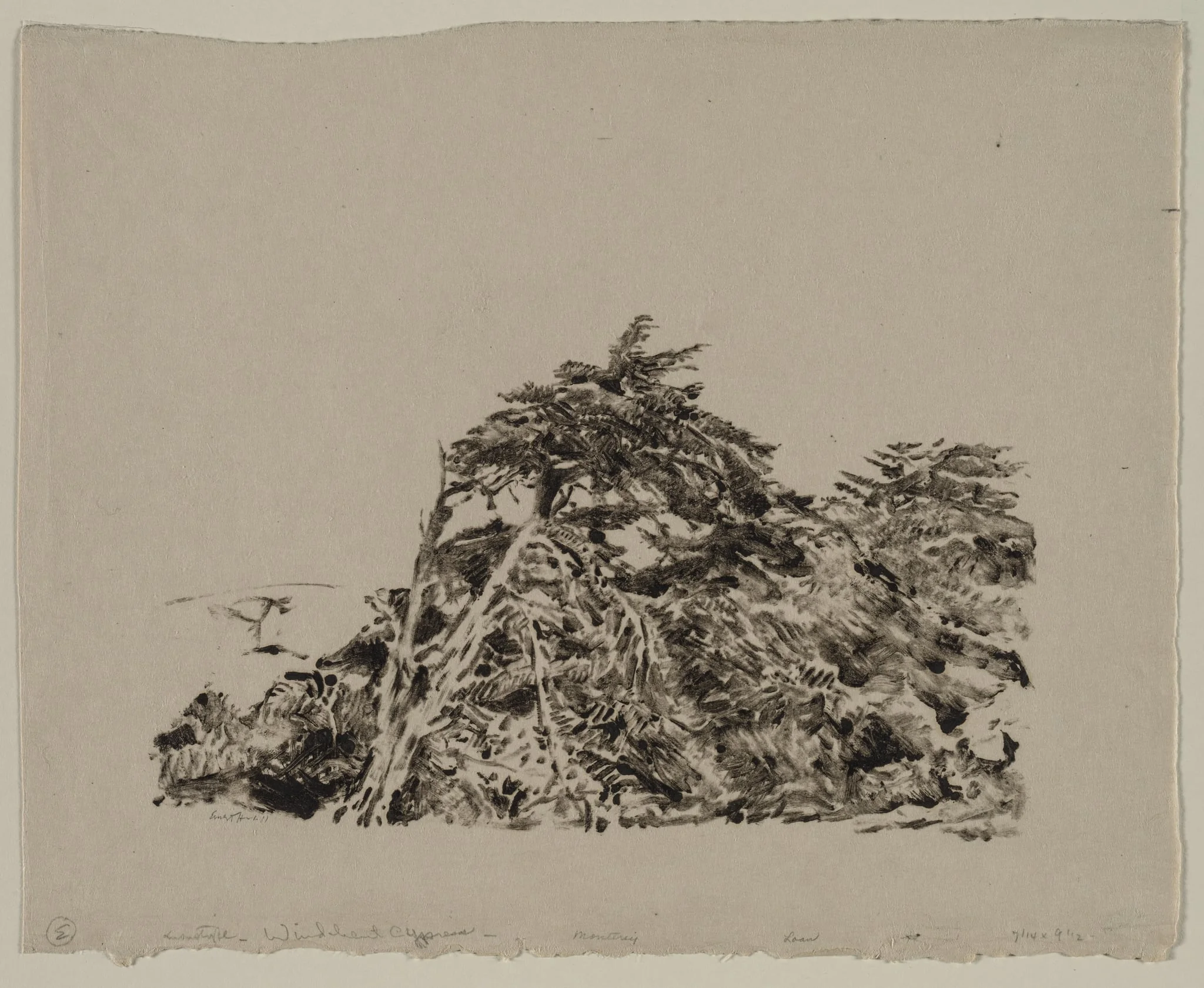 Windbent Cypress, detail