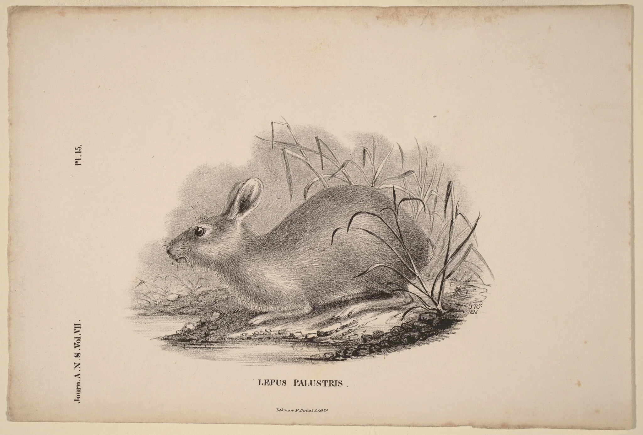 Lepus Palustris, detail