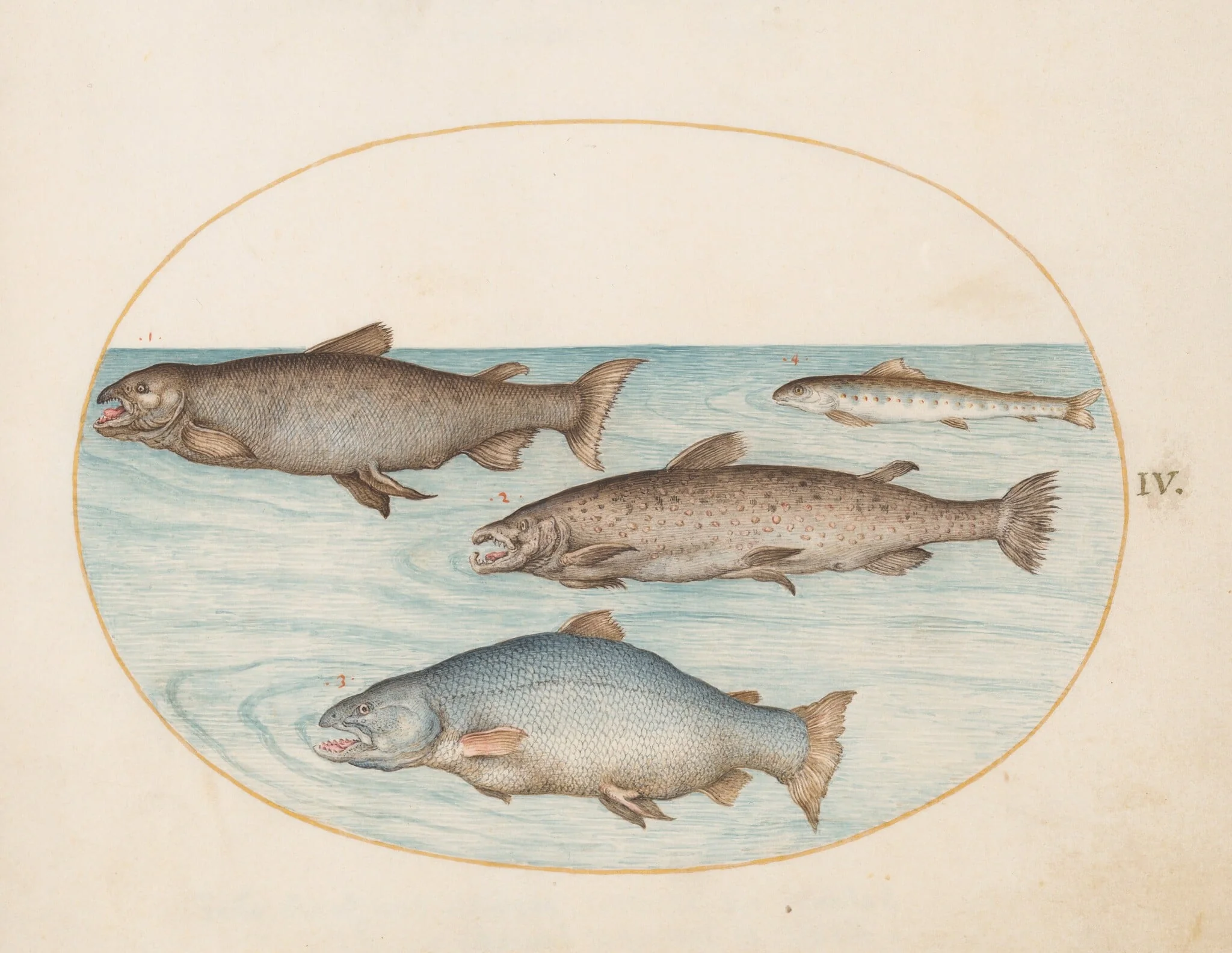 Plate 4: Four Salmon, detail