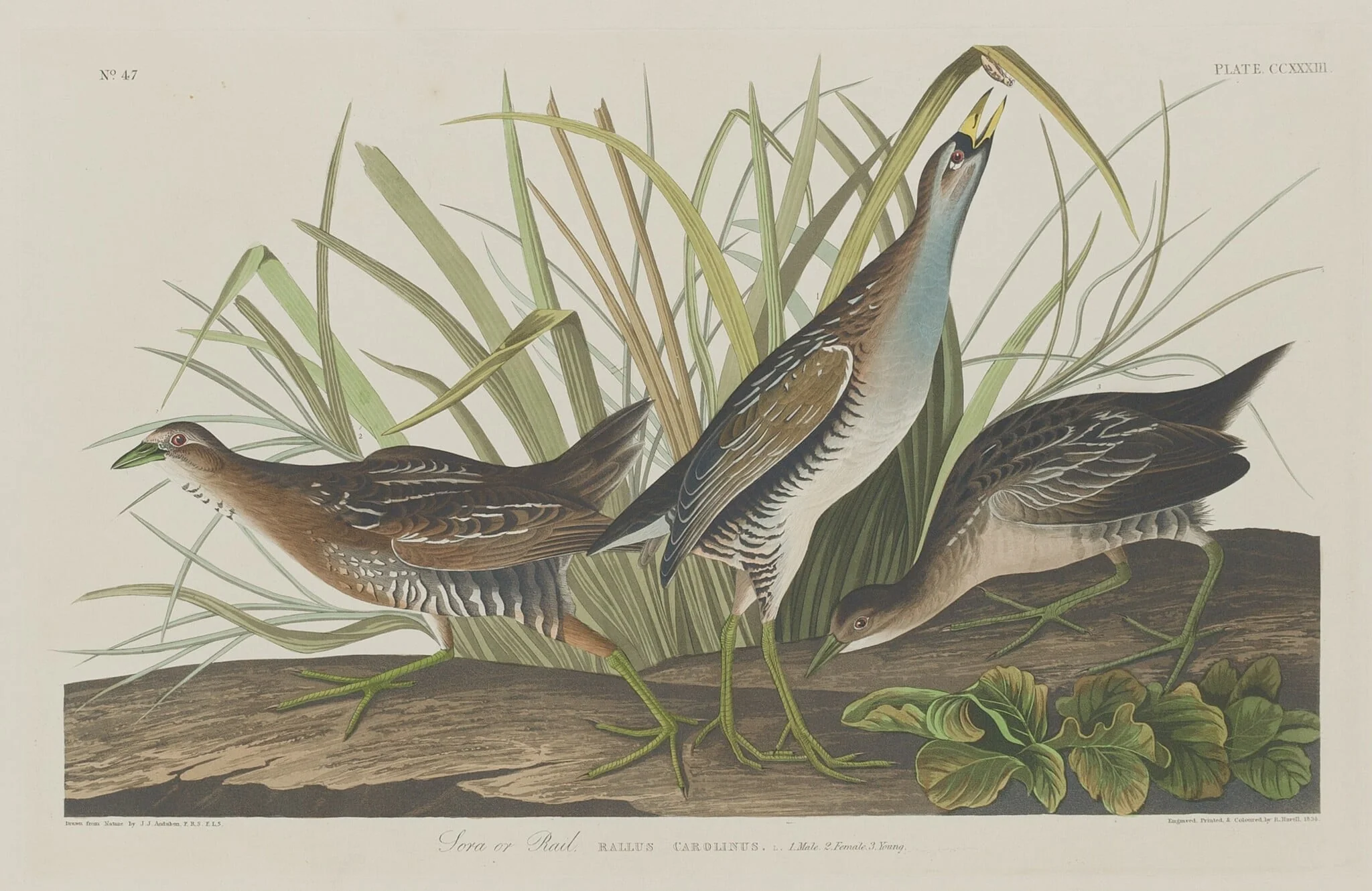 Sora or Rail, detail
