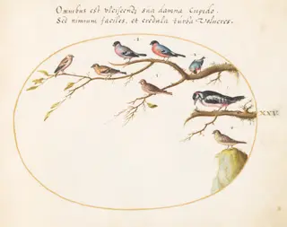 Plate 25: Great Spotted Woodpecker, Bullfinches, Sparrows, and Other Birds, by Joris Hoefnagel, gouache, 1594