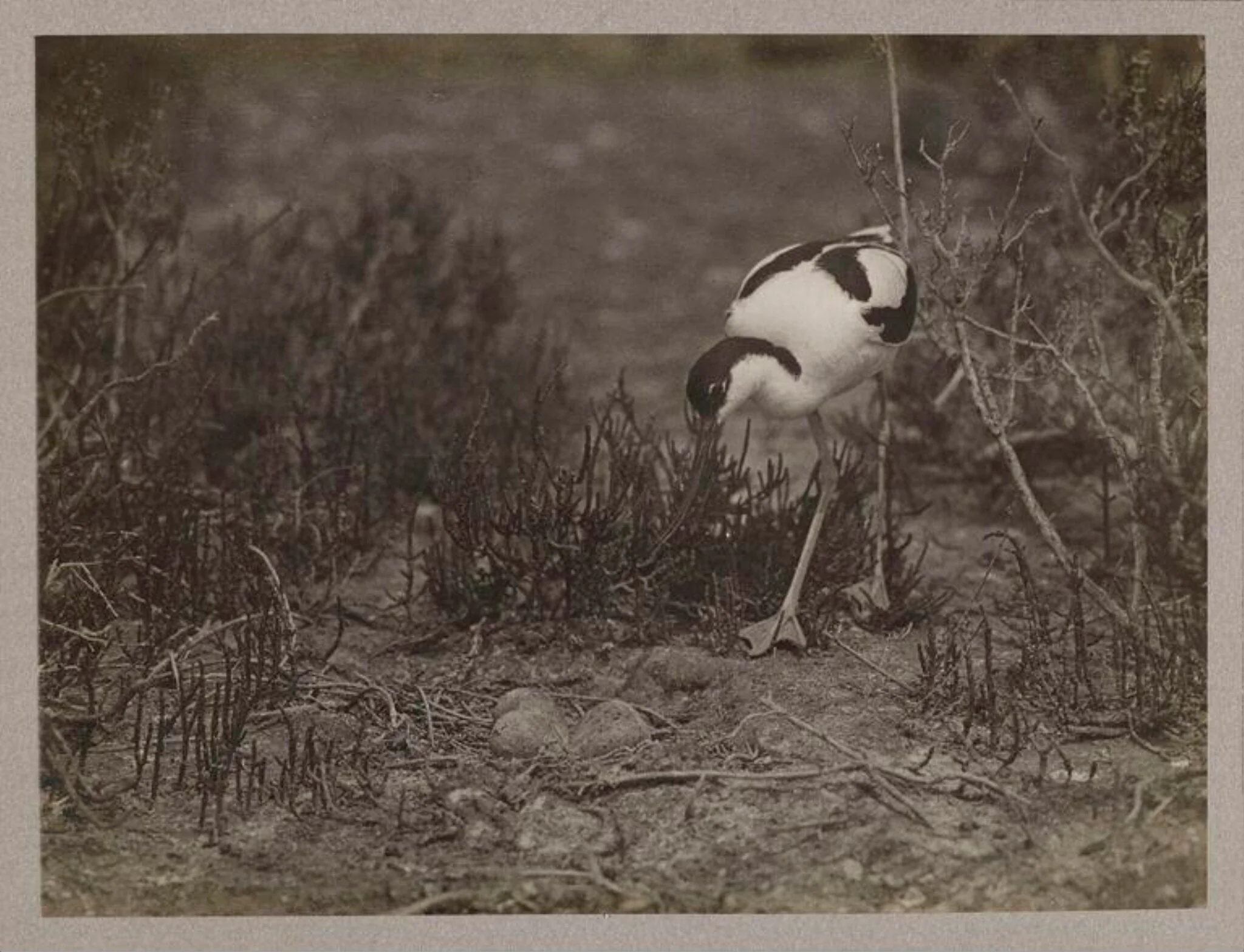 Avocet, detail