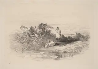 Les Deux Herons, by Karl Bodmer, ink, 1851