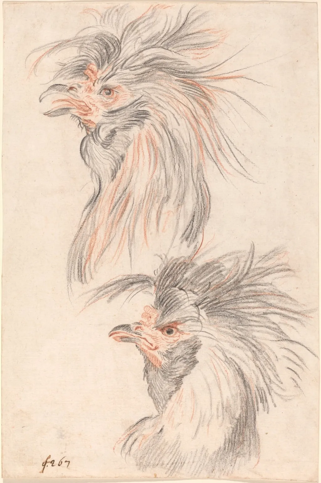 Fighting Cock, by Johann Rudolph Schellenberg, chalk, 1775
