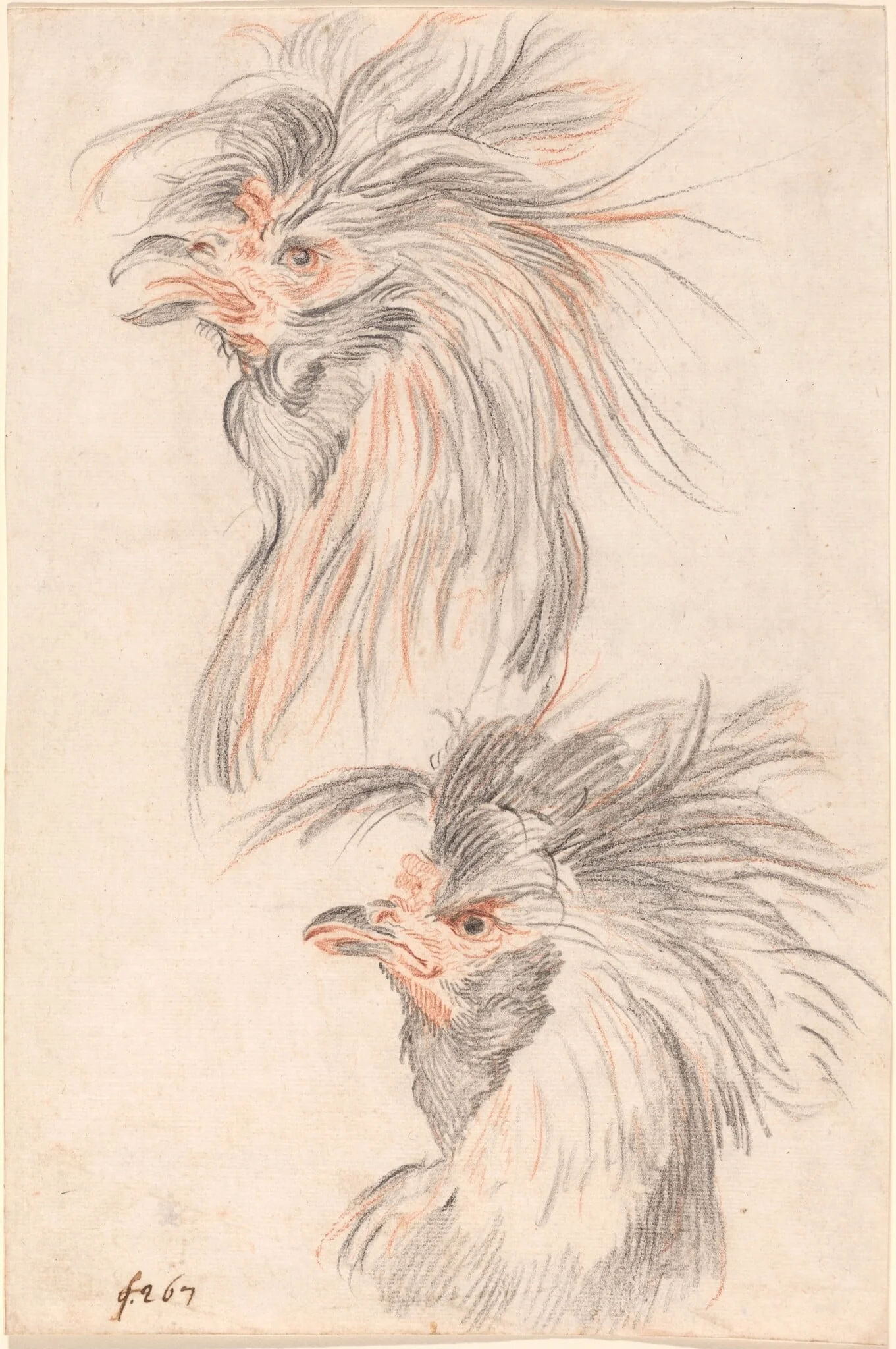 Fighting Cock, detail