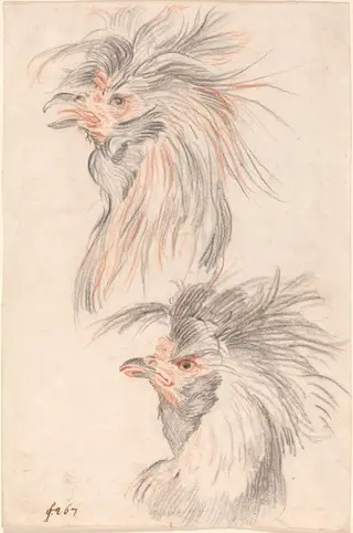 Fighting Cock, by Johann Rudolph Schellenberg, chalk, 1775
