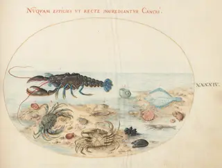 Plate 44: Lobster, Two Crabs, Scallop Shells, and Other Sea Life, by Joris Hoefnagel, gouache, 1594