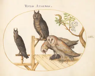Plate 56: Barn Owls with a Mouse, Eagle Owl(?) and Another Owl, by Joris Hoefnagel, gouache, 1594