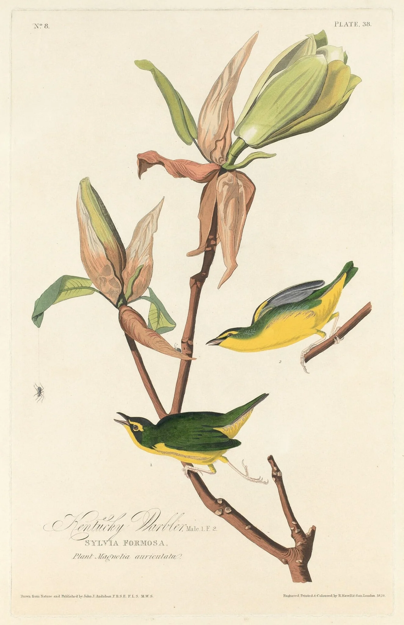 Kentucky Warbler, detail