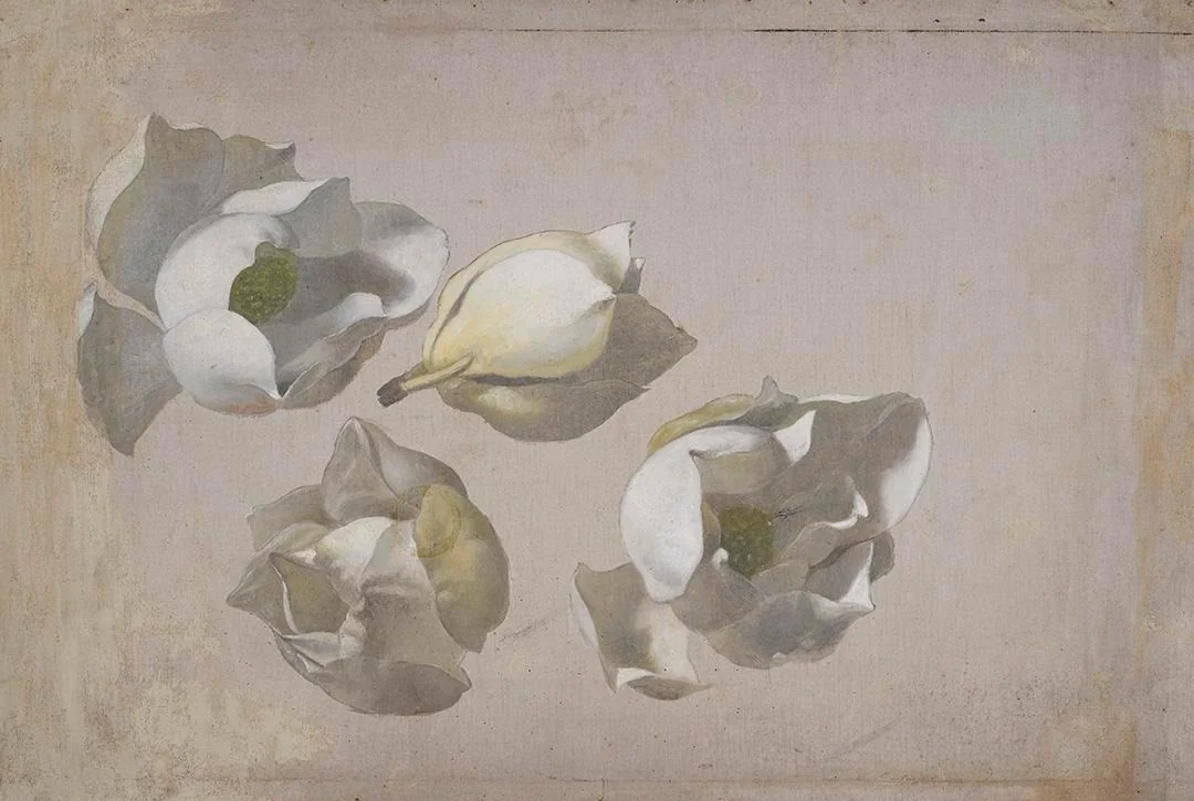 Study of Four Magnolia Blossoms, detail