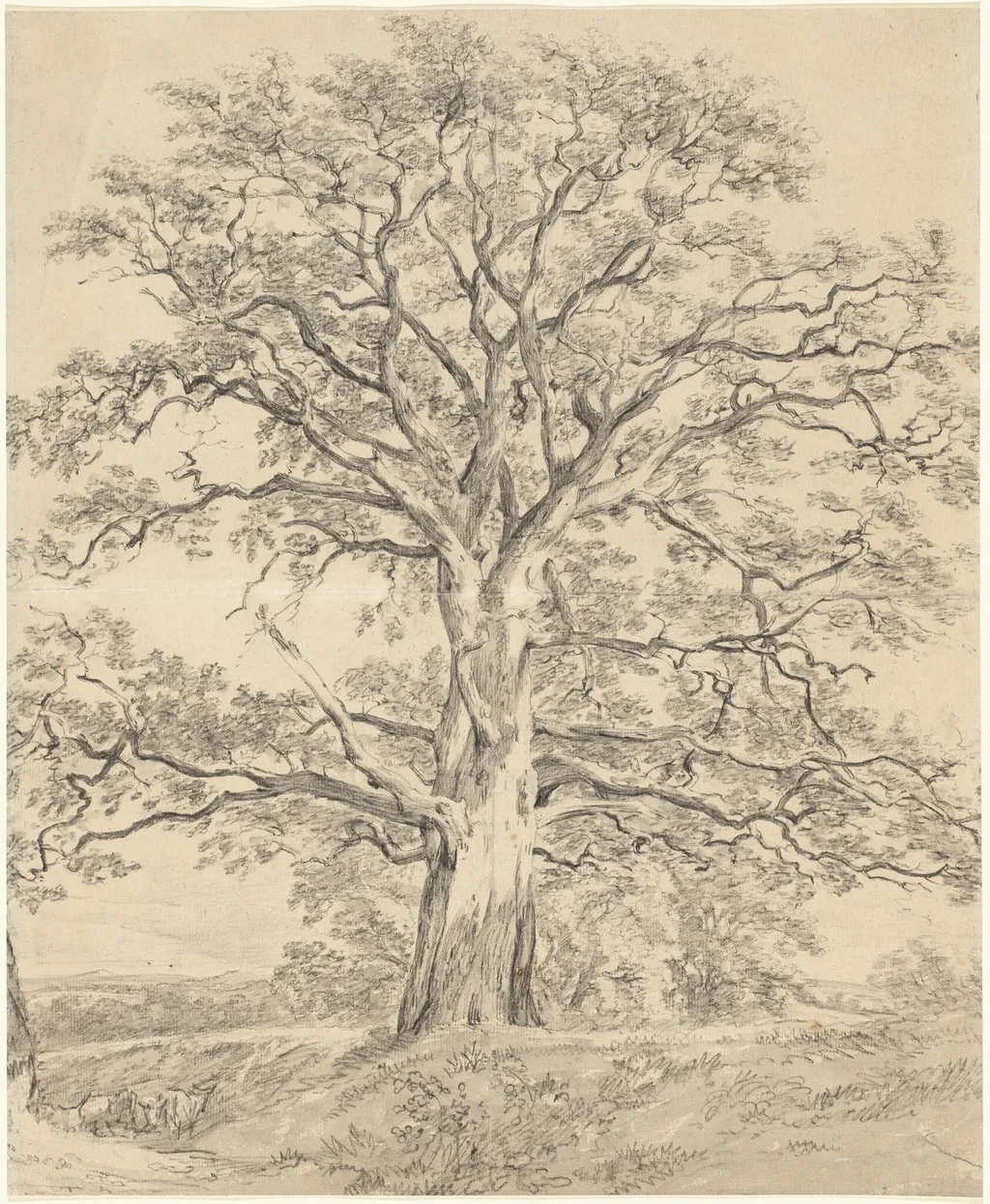 A Great Oak Tree, by John Constable, chalk, 1801