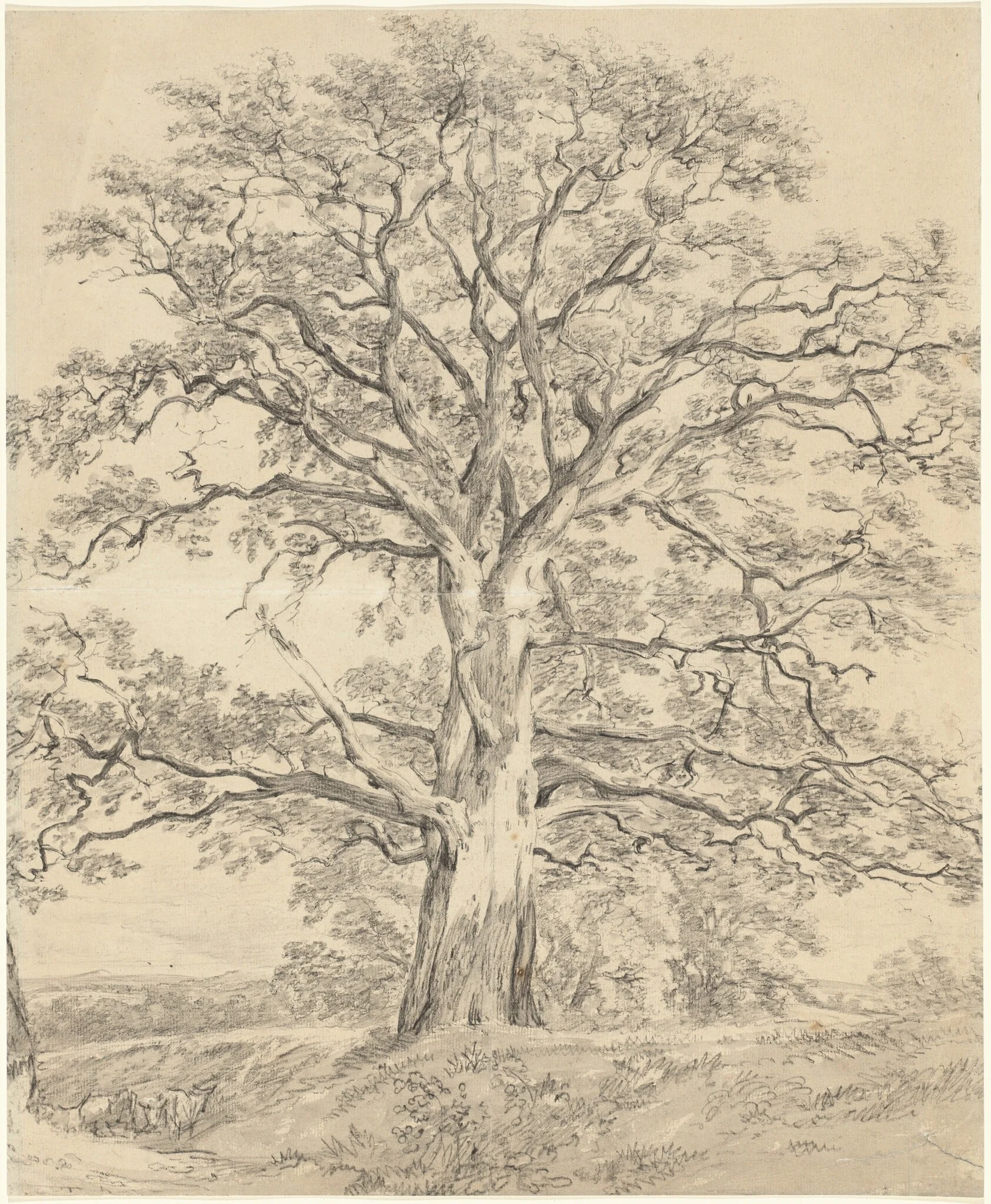 A Great Oak Tree, detail
