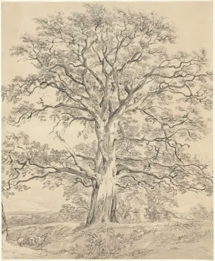 A Great Oak Tree, by John Constable, chalk, 1801