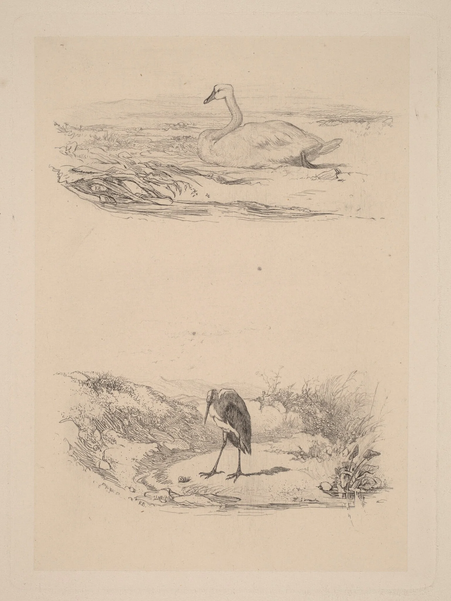 Cygne, heron, detail
