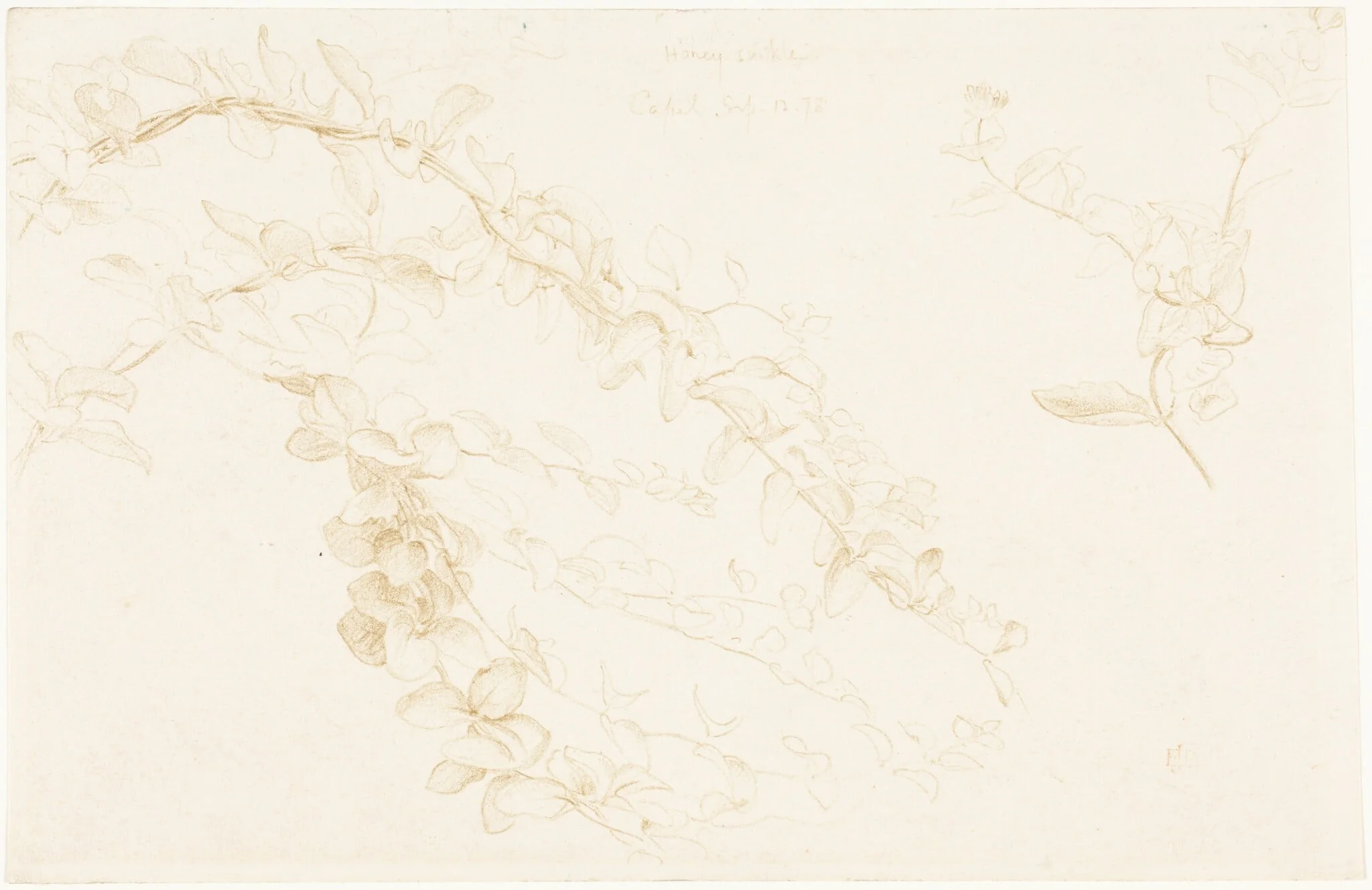 Honeysuckle, detail