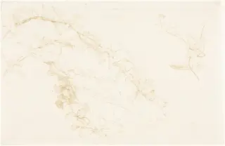 Honeysuckle, by Edward John, Sir Poynter, graphite, 1878