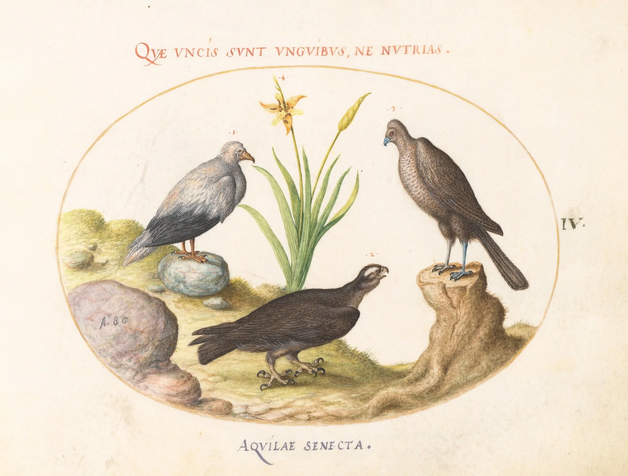Plate 4: An Egyptian Vulture, a Northern Goshawk(?), and an "Aquila Heteropode" (Short Toed Eagle?), detail