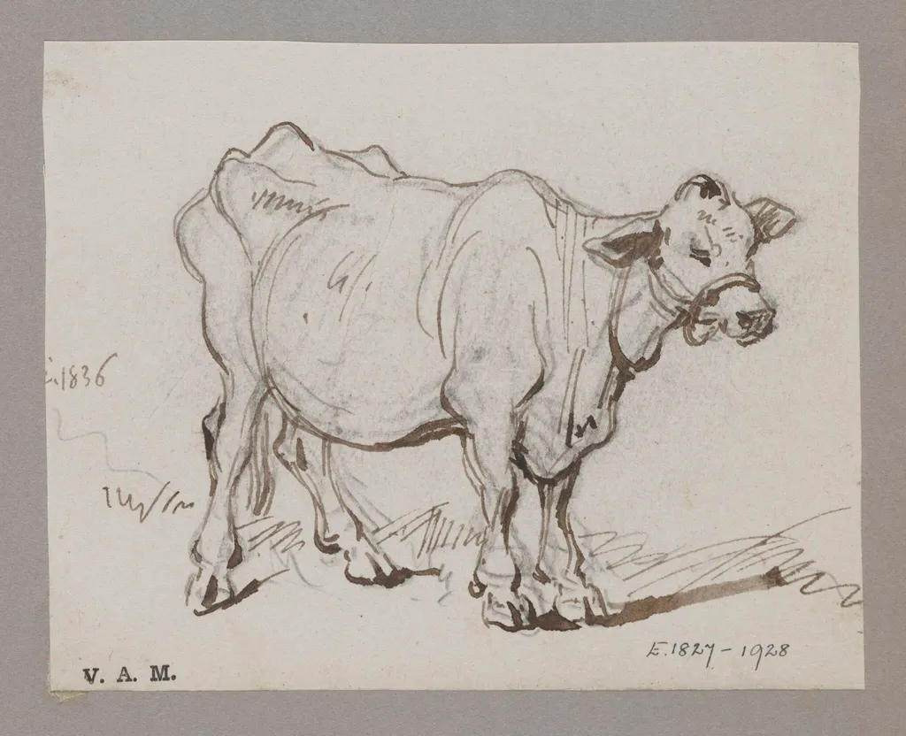 A standing cow, by George Chinnery, 1