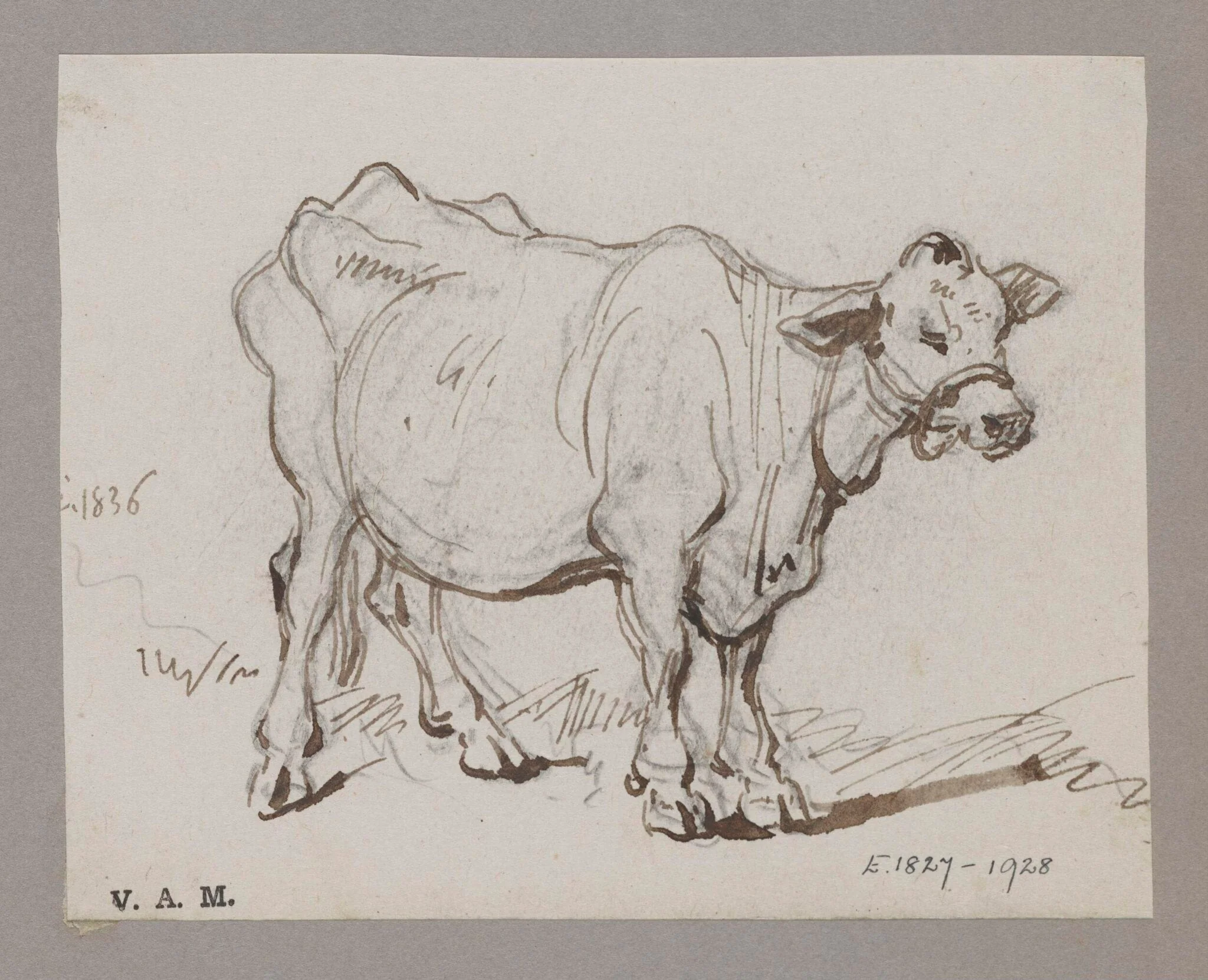 A standing cow, detail