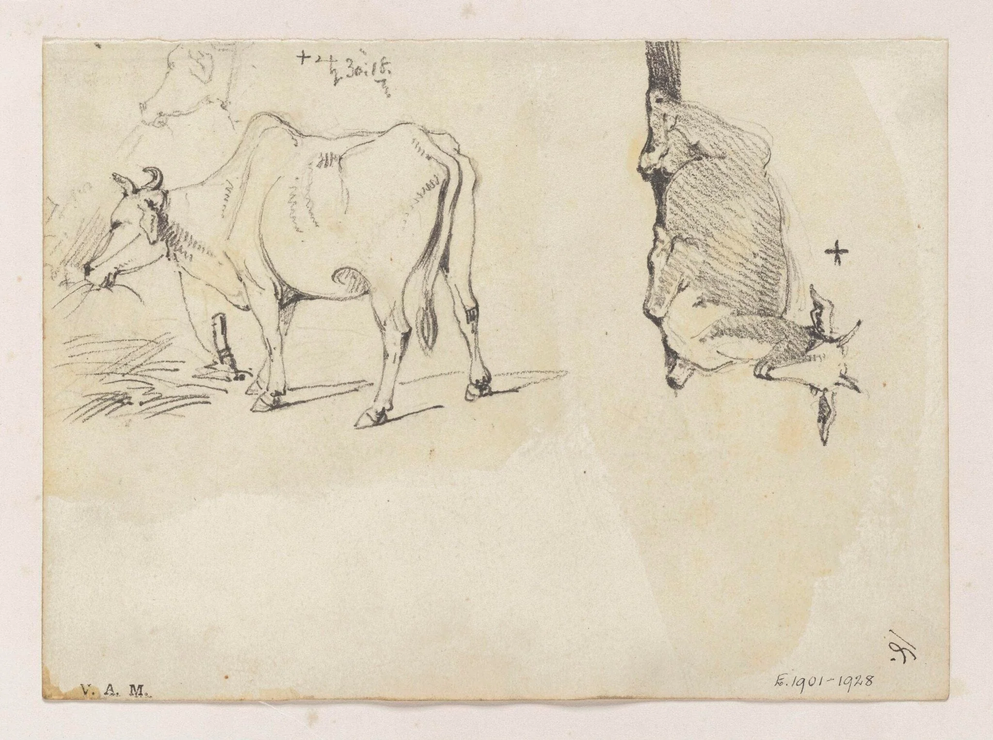 An Indian cow, and a goat, detail