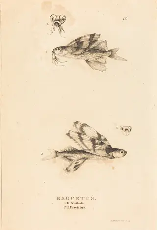 Exocetus, by Charles Alexandre Lesueur, ink, 1819