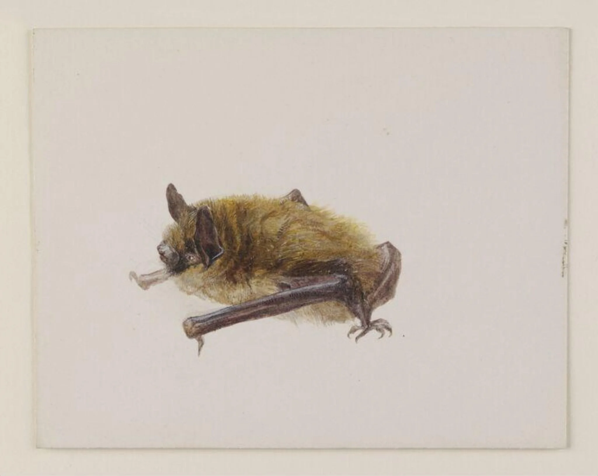Side view of a bat with wings folded, detail