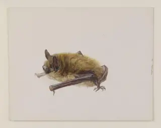 Side view of a bat with wings folded, by Beatrix Potter, watercolor, 1886